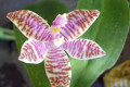 Phal.-leuddemanniana