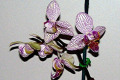 Phalaenopsis-Q