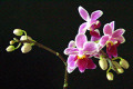 Phalaenopsis-R-mini-Equestris-var