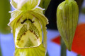 Phrag.-Phragmipedium-pearcei