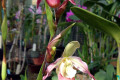 Phrag.Phragmipedium-Shroderae-2