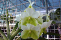 Vanda-Sanderana-Alba-2