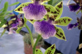 Zygopetalum-Adelaide-Meadows