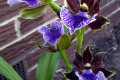 Zygopetalum-Blue-Lake-1