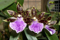 Zygopetalum-Blue-Lake-X-Titanic-1