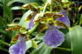 Zygopetalum-Blue-Lake-X-Titanic-3