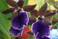 Zygopetalum-Redvale-2