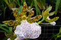 Zygopetalum-mackaii-2