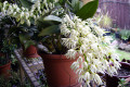 speciosum-King-Orchid-3