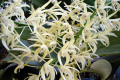 speciosum-King-Orchid-4