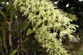 speciosum-closeup-King-Orchid