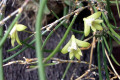 teretifolium-Pencil-orchid-1