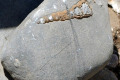 25-Cone-shell-fossil