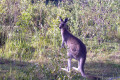 Toorbul-kangaroo-roaming-free-03