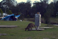 Toorbul-kangaroo-roaming-free-04