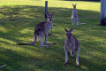 Toorbul-kangaroos-roaming-free-01