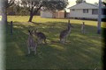 Toorbul-kangaroos-roaming-free-02-tn-retry