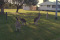 Toorbul-kangaroos-roaming-free-02