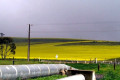 001-South-Australia-Crystal-Brook-canola-field