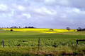 060-SA-Strathalbyn-canola-field