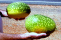 016-NT-Wild-melons-growing-on-roadside-1