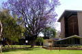 020-NT-Jacaranda-tree-outside-church-in-Alice-Springs-mall