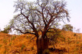 068-Boab-tree-by-the-main-roadside