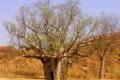 077-WA-Mama-and-baby-boab-trees