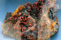 Red-Vanadinite-on-Goethite-Morocco