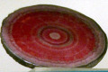 Rhodochrosite-3