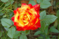 mini-mystery-rose-1