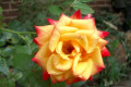 mini-mystery-rose-full-bloom-2