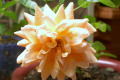 mini-orange-c-full-bloom