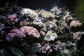 003-sea-anemones-retry