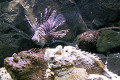 008-Dragon-fish-and-Stone-fish