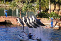 027-Dolphins-in-action