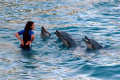 029-communicating-with-dolphins