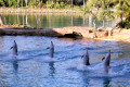 031-dolphins-taking-a-bow