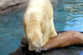 033-polar-bear-about-to-dive