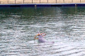 025-Sentosa-Pink-dolphin-with-hoop