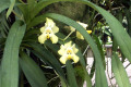 010-pixie-orchid