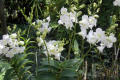 011-white-Dendrobiums