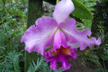 013-Cattleya-in-Orchidarium