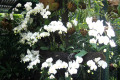 030-white-Phalaenopsis