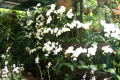 031-white-Phalaenopsis