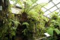 045-ferns-etc-in-Cool-House