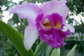 Cattleya-orchid-001