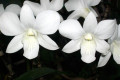 Dendrobium-006