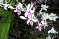 Dendrobium-009