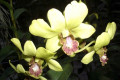 Dendrobium-010